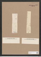 Navicula sp. (de-Toni-Nr.: Genus 1, Species 1095 ?) Zeichnungen Sammlung Grunow Nr. 1582 (NHMW-BOT-W0368119)
